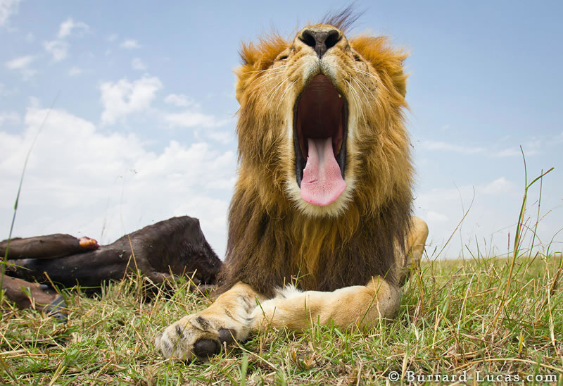 صور مدهشه للحيوانات ملتقطه في أوضاع نادره Lion