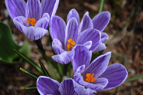 Una flor y su foto - Página 2 Crocus11