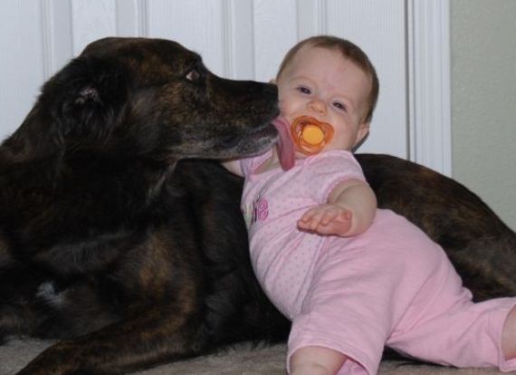 FOTOS E IMAGENS DE BEBÊS E CRIANÇAS - Página 6 Cao-lambendo-bebe