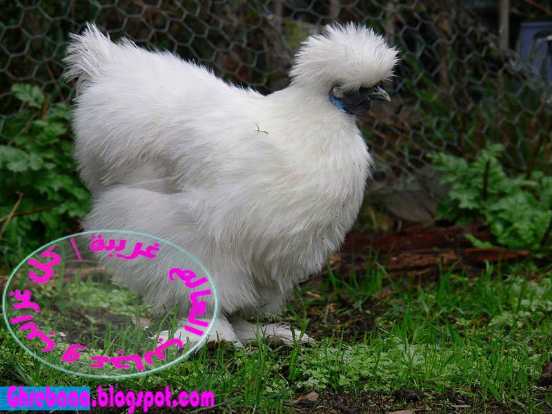  دجاج اسود اللون هل تصدق ذلك؟!  Silkie-chicken