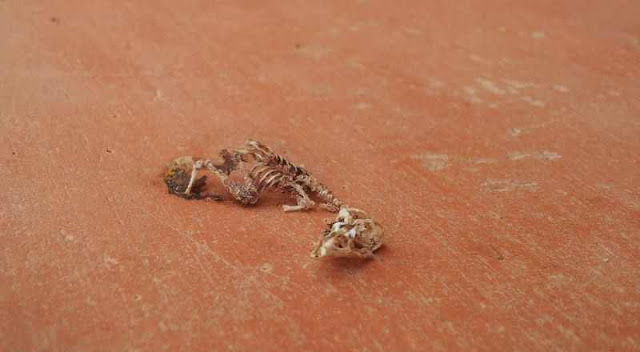  شاهدو الصورماذا فعل النمل بهذه الجثه للفرخ الصغير %D8%B7%C2%AF5