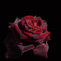 las rosas rojas casi negras Rosaroja-explosion