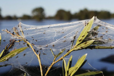 Maltempo ed altre calamità in Australia e dintorni 114009834-d7f8028b-8010-4f8c-a542-ebcda36c9b05