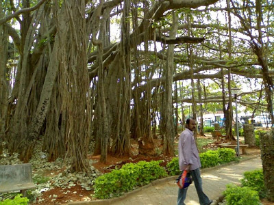 அதிக கிளைகள் உள்ள மரங்கள்.. Great-Banyan-07