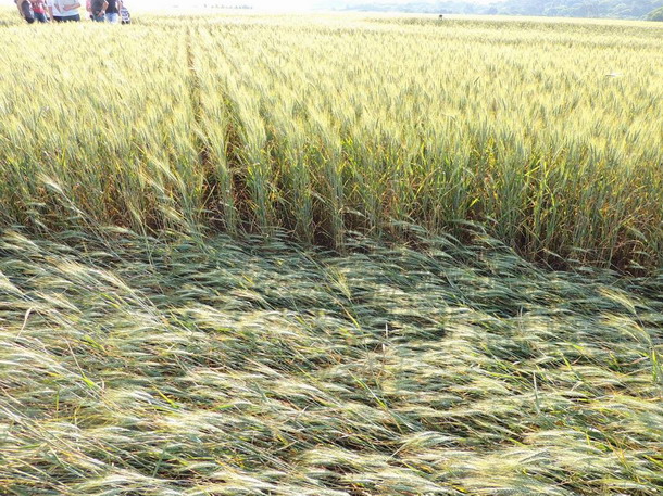 Crop Circle  - Página 4 Brasilcrop5