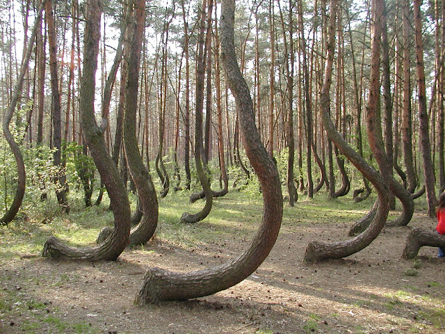 صـــــور : غابة الأشجار المعقوفة في بولندا ... لغز حير العلماء لسنين 2P6H