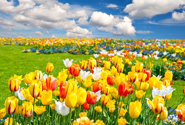 Ảnh đẹp cuộc sống: Bộ hình nền đẹp về cánh đồng hoa Tulip 4