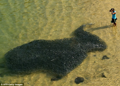 Los animales pueden predecir terremotos 4