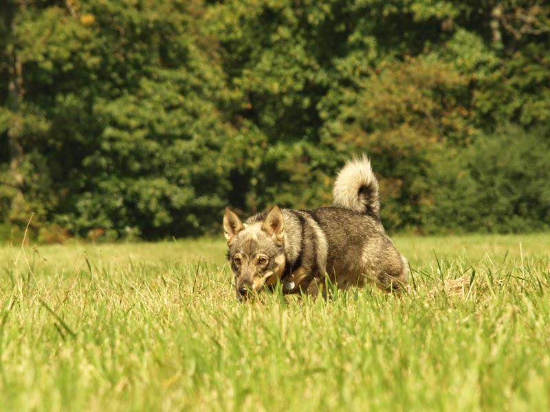 Photographie d'animaux - conseils pour devenir un pro ! - Page 18 16