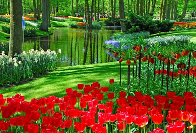 حديقة كيوكينهوف Keukenhof أكبر و أجمل حديقة أزهار في العالم. 1