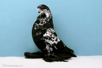 விசித்திர புறாக்கள் : Groomed Pigeons  7