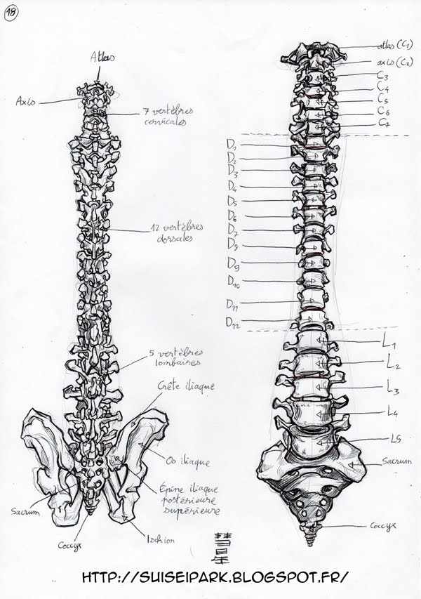 Exercices d'anatomie /!\ Attention ! Présence de nu ! /!\ Anatomie018.web