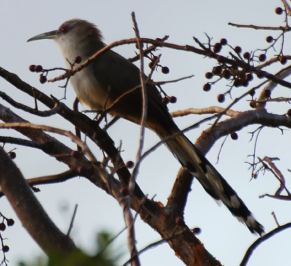 l'oiseau de Martin du 6 Août trouvé par Ajonc Tacco