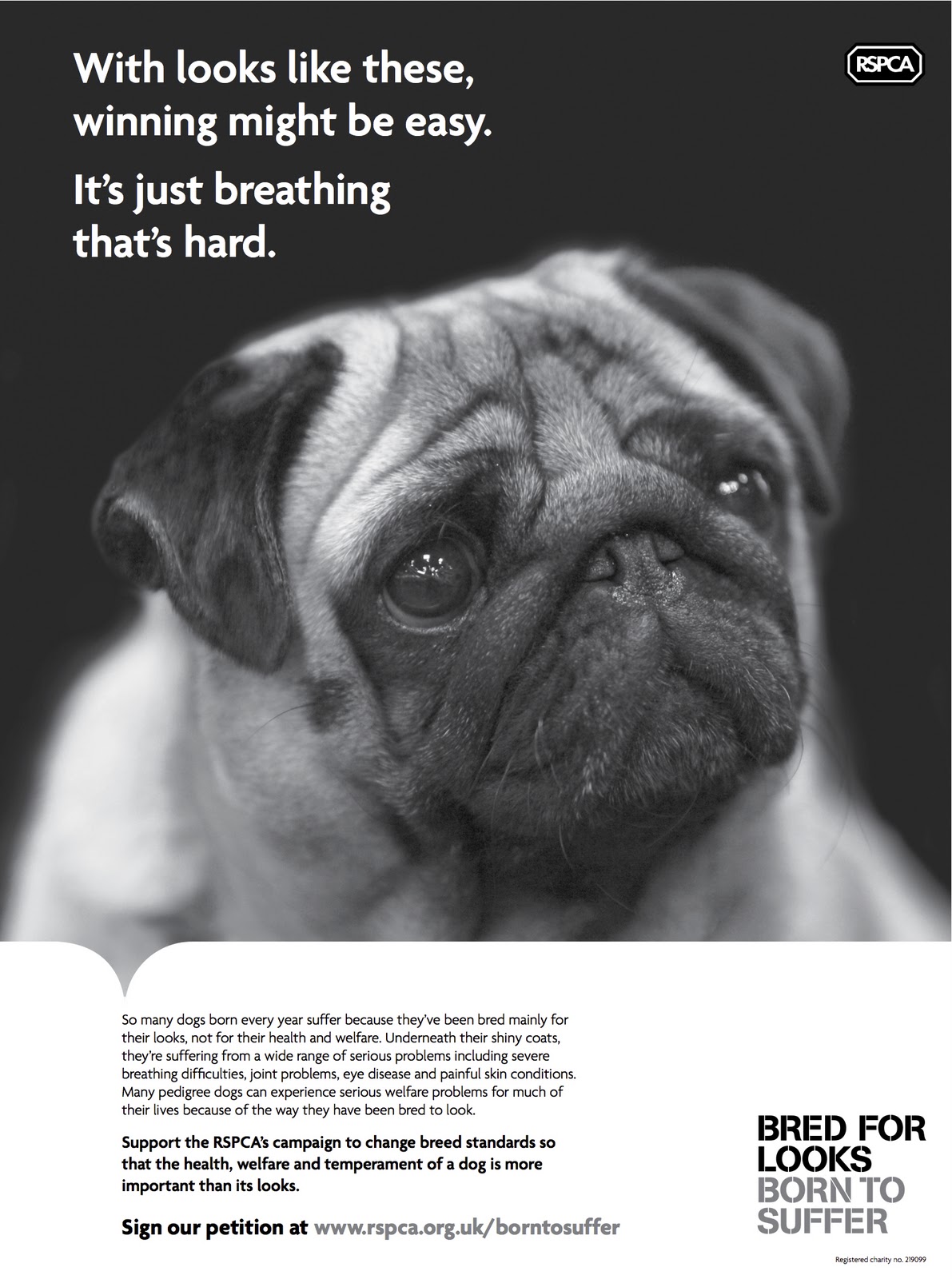 Le Carlin - Page 2 RSPCA_ad