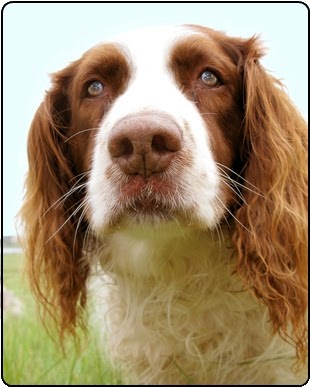 Digging to start next week (continuation of automatically locked thread) - UPDATE... starting today 2/6/14 - Page 32 Springer-Spaniel-Head