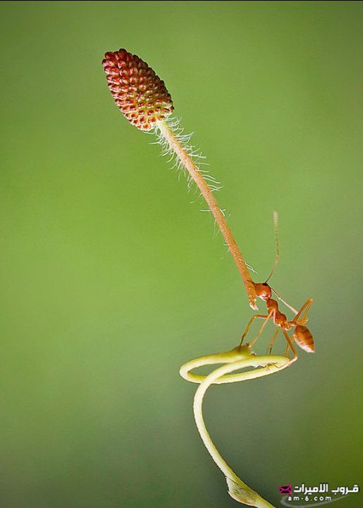 صــور - مجموعة من النمل تتعاون للوصول إلى النبات =) 5