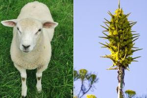 Βρετανία: άνθισε φυτό που τρώει ...πρόβατα! Puya-chilensis