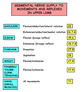  صور طبية التشريح second part : Upper Limb Arm029b