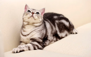 صور قطط جديده ، صور قطط صغيره ، صور قطط منوعه ، صور قطط للتصميم ، قطط ، 2011 ، 2012  Wallcate.com%20%28102%29