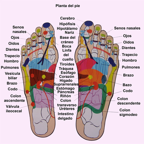 Reflexoterapia o reflexologia. Mapa_pies