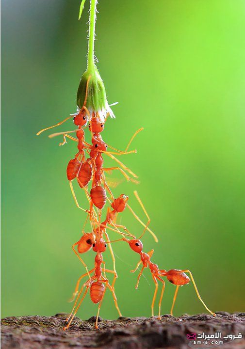 صــور - مجموعة من النمل تتعاون للوصول إلى النبات =) 1