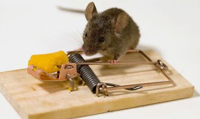 அந்தப் பிரச்சினை நமக்கும் வரலாம் Mousetrap