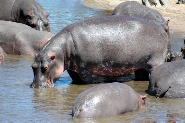 நீர் யானையை நேரில் பார்த்திருக்கிறீர்களா? Hippopotamus_1