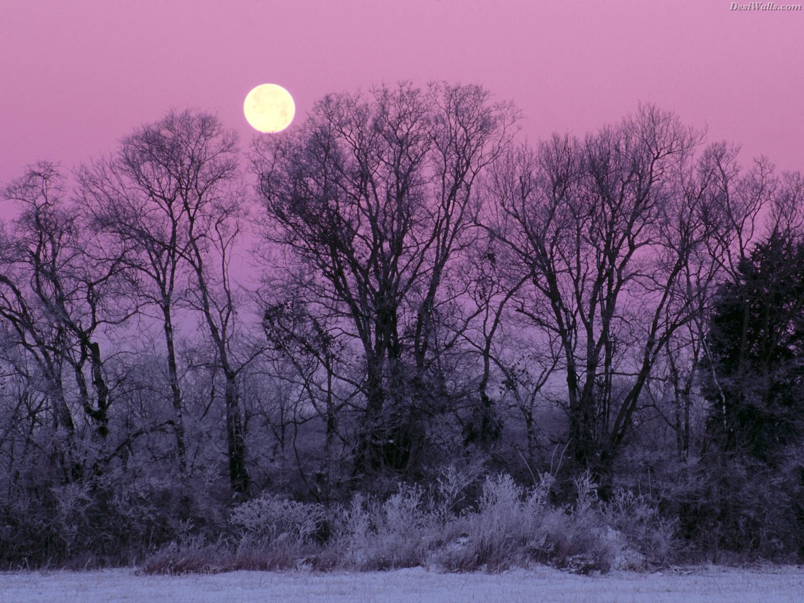 Moon anyone? - Page 5 Full-moon-over-edwin-warner-park