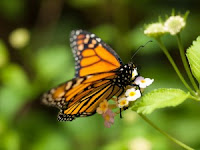 Monarch Butterflies in Decline Due to Proliferation of GM Crops Flickr-monarch-wwarby-300x225