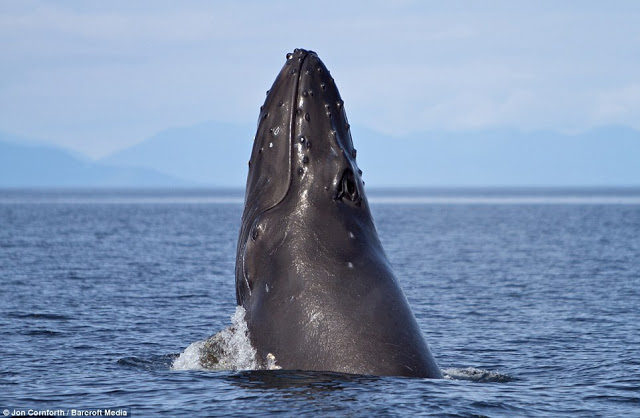 صــور مذهـلة للحيتان الحدباء وهي ترقص في مياة المحيط الهادئ في ألاسكا ! Humpback%20whales11