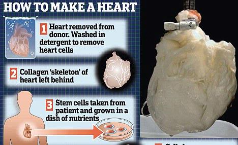 Jantung Buatan Segera Terwujud ?? Jantung-buatan-cara-membuat-jantung