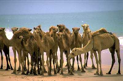 Matar dromedarios para frenar el CO2  en Australia Camellos_mar