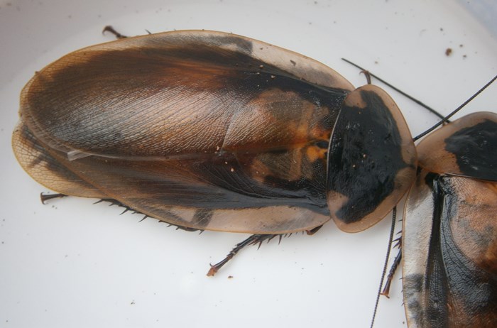 Hisserdude's Roaches B.atropos%25232