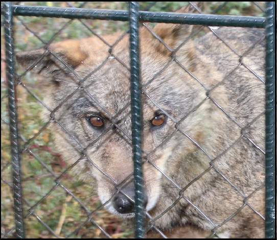 EL LOBO EN ESPAÑA: EL ETERNO PROSCRITO  EL%2BLOBO%252C%2BETERNO%2BPROSCRITO