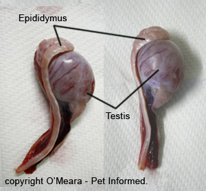 What can this be? (Graphic picture) Testicles-removed