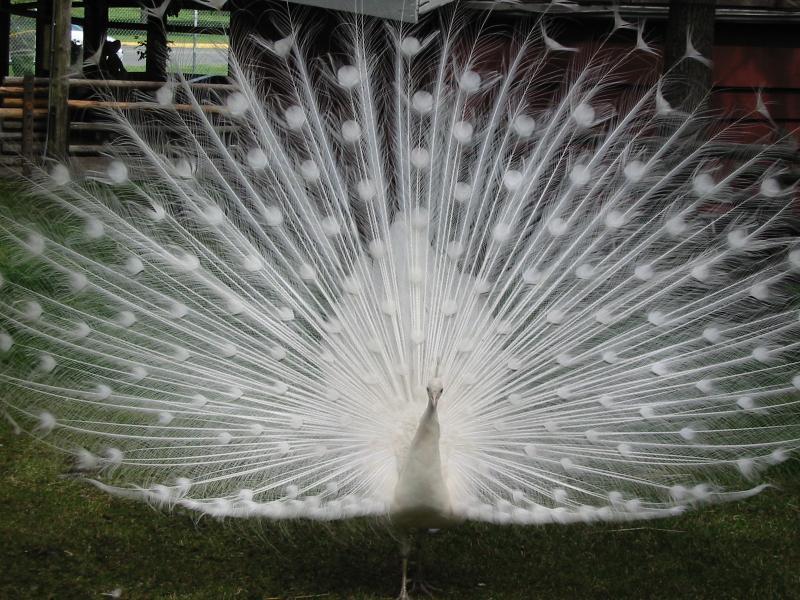 நான் ரசித்த சில படங்கள் - Page 3 White%2BPeacock%2B-%2BBeautiful%2BPhoto%2BCollection%2B%25289%2529