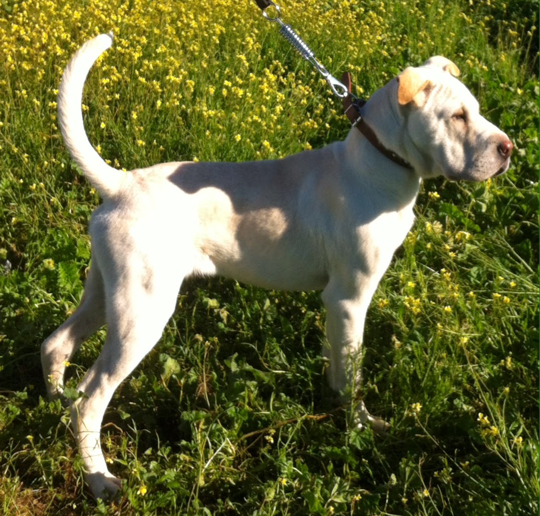 CACHORRO - POLOC. Cachorro de 6 meses cruce de sharpei con labrador en Zafra (Badajoz ) (PE) Poloc1