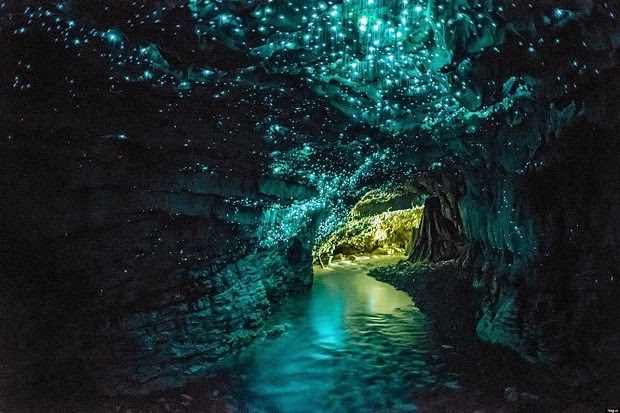 WAITOMO GLOWWORM CAVES, Wondrous cave in New Zealand radiates natural lights Waitomo-Glowworm-1