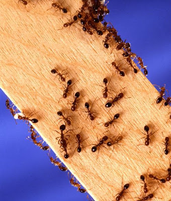 إذا قرصتك نملة لاتقتلها بل إشكرها... Ants