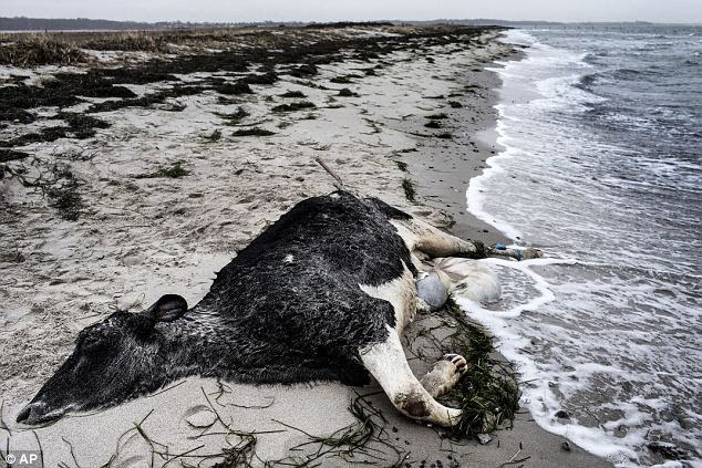 لغز ظهور جثث أبقار على الشاطئ يحير السويد Article-0-1A8643B700000578-323_634x423