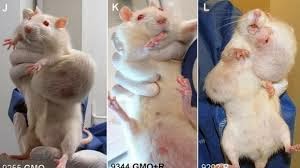Truth about the Seralini rat-tumor-GMO study explodes Download