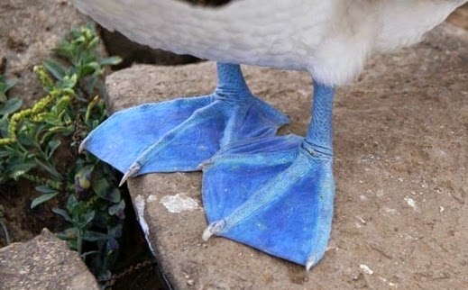 الطائر ذو القدم الزرقاء..سبحان الله 3