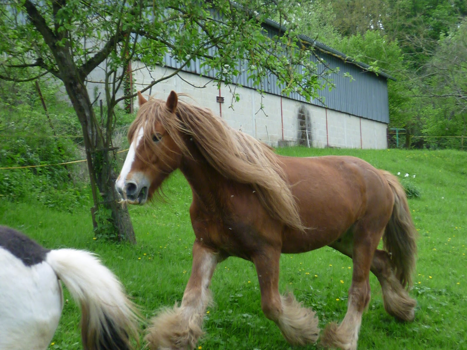 les compagnons de route de mes jumelles  P1020085