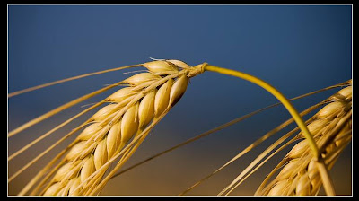  سلسلة دعنا نعرف - أنواع الحبوب Wheat_01