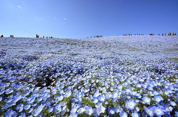 Fascinantes campos azules, no son de otro planeta son de aquí de la Tierra Azules5