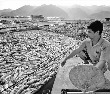 SEGUIMIENTO DE ANIMALES MUERTOS!!! Peces%2Bmuertos