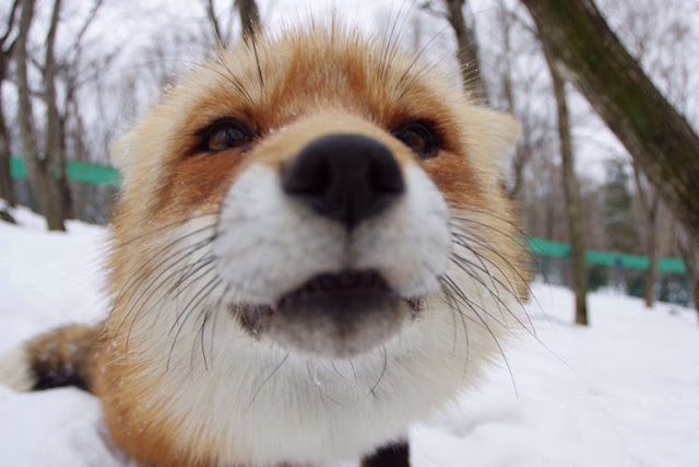 قرية الثعالب فى(اليابان) - صفحة 2 Zao-fox-village-japan-5