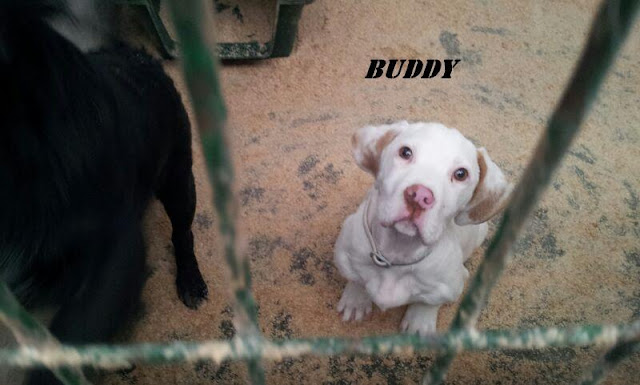 BUDDY. Cachorro de pointer en Hellin ( Albacete ) (PE) BUDDY2