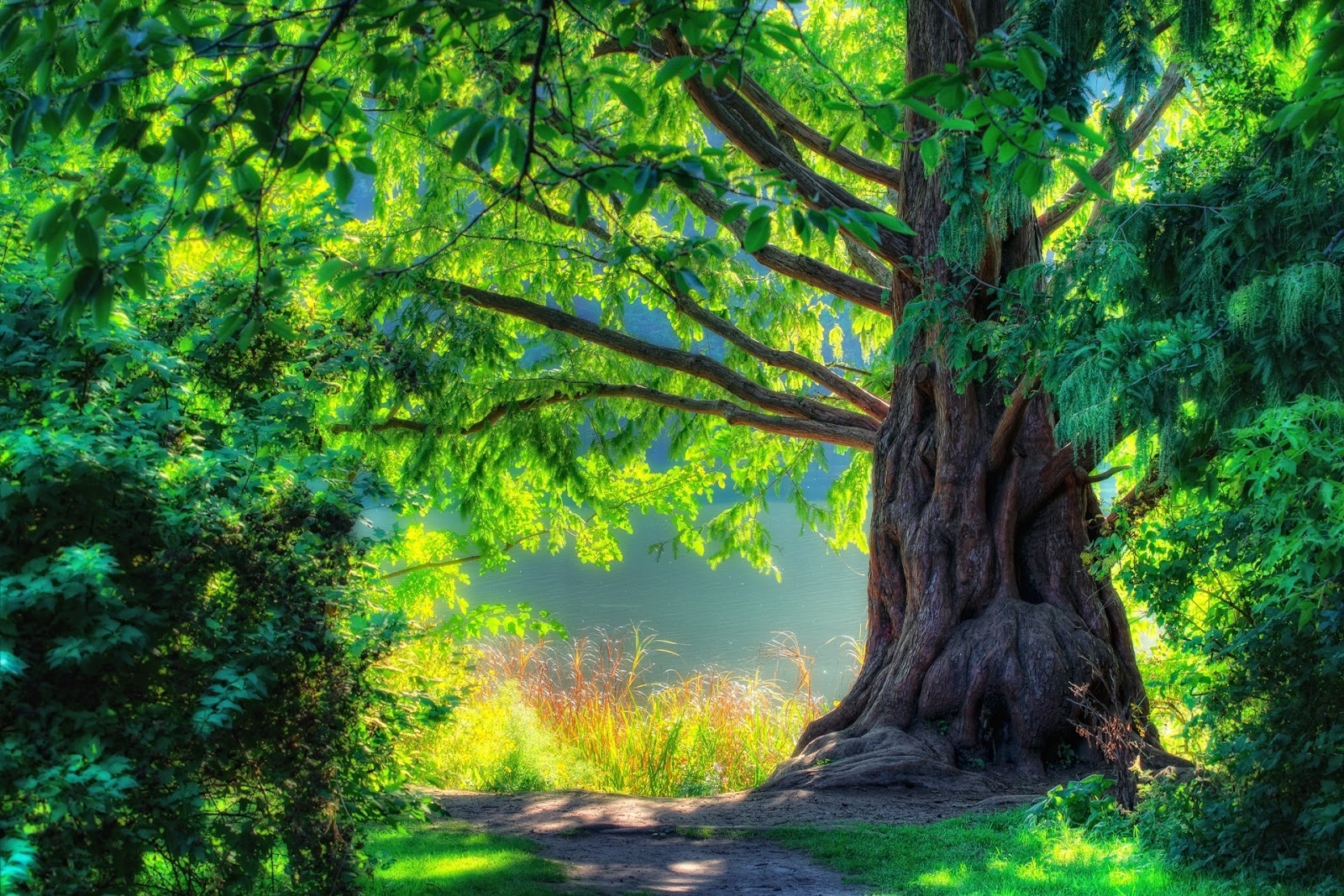 Yoga and Meditation Nature-spring-green-tree-forest-scenery-walk-beautiful