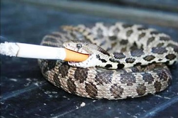 [Fixo] Tópicos que precisam de Moderação - Página 9 Cobra-fumando